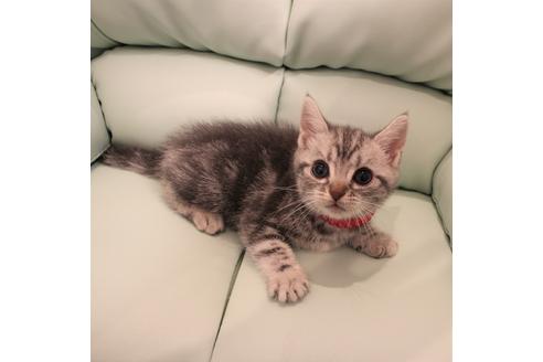 成約済の大阪府のアメリカンショートヘア-6113の1枚目